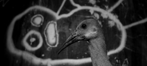 Roger Ballen_Asylum of the Birds_02
