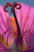 Dorota Alba – wnętrze kwiatu (makrofotografia)