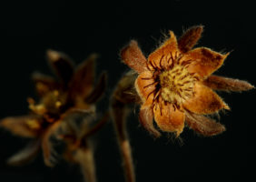 DARIUSZ POLAKOWSKI. suchy kwiat pięciornika (makrofotografia)