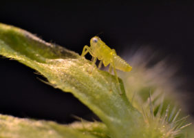 DOROTA ALBA. maleńki owad na pokrzywie (makrofotografia)
