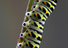 JUSTYNA MISIUKIEWICZ. gąsienica motyla pazia królowej (makrofotografia)